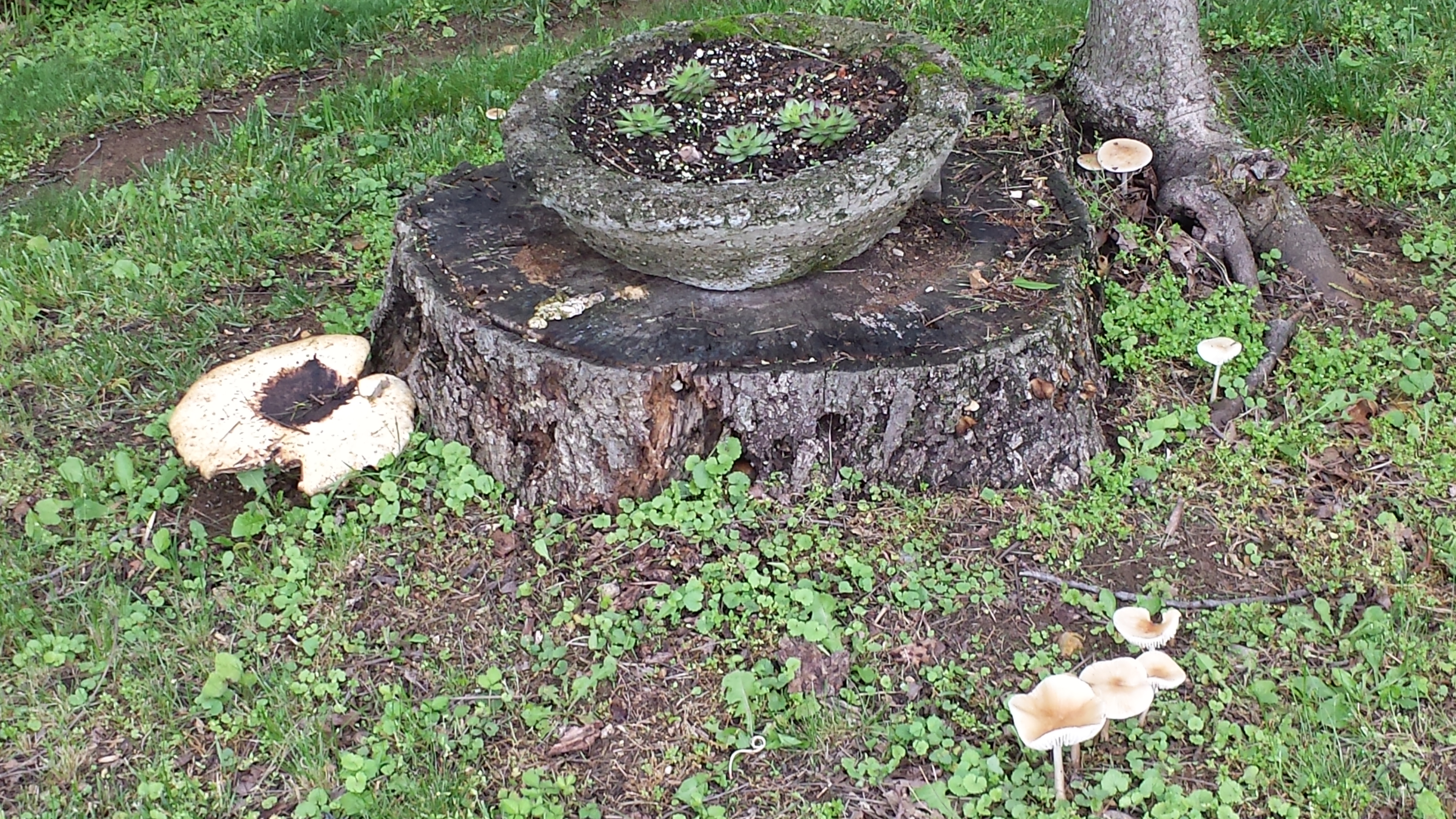 Mushrooms and Hypertufa Pot